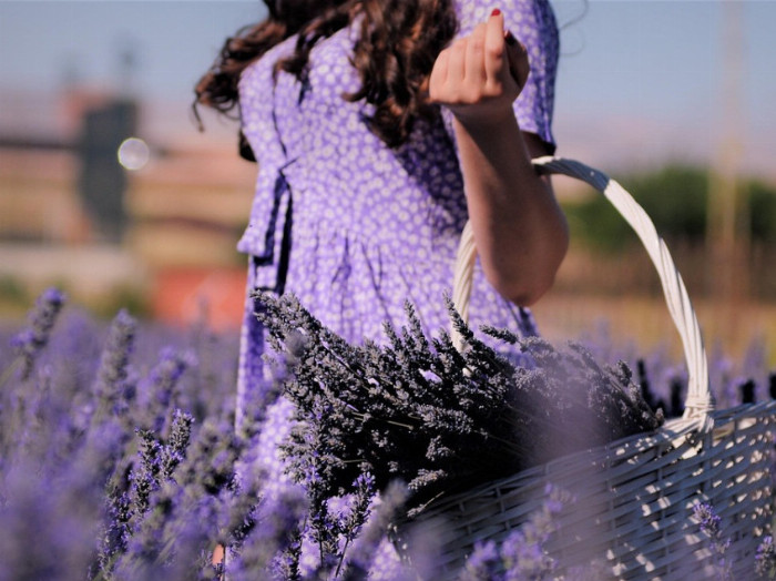 Žena nese v košíku levanduli z levandulového pole