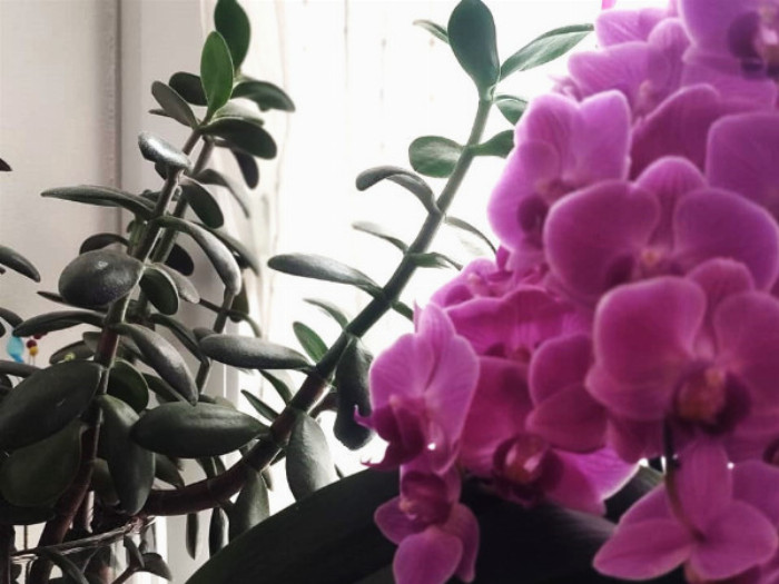 Rozkvetlá růžové orchidej v bytě